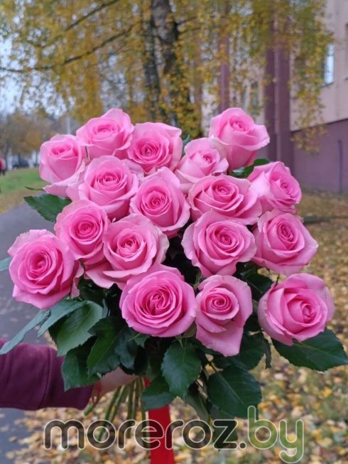 РОЗЫ РОЗОВЫЕ