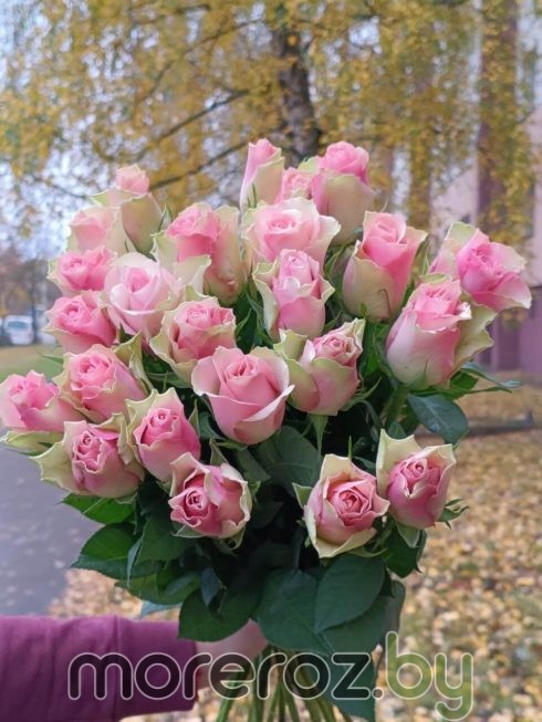 Розы розово-салатовые