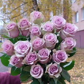 РОЗЫ ЛИЛОВЫЕ