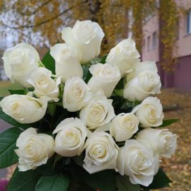 Розы белые