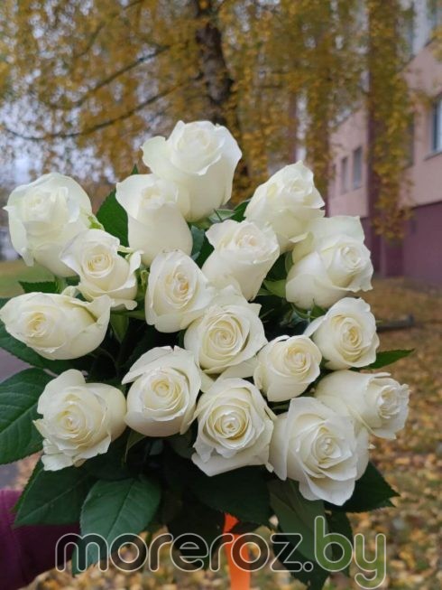 Розы белые
