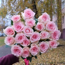 РОЗЫ НЕЖНО-РОЗОВЫЕ
