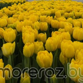 Тюльпан Limousine