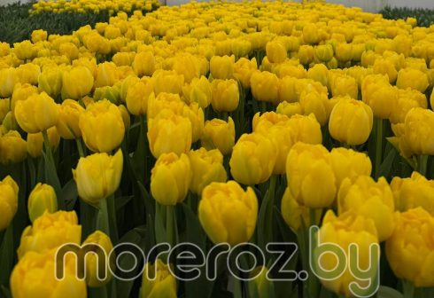 Тюльпан Limousine