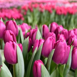 Тюльпан Roeska