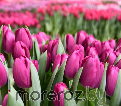 Тюльпан Roeska