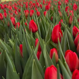 Тюльпан Spot On (Спот он)