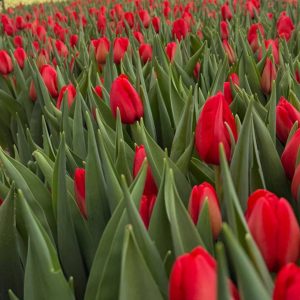 Тюльпан Spot On (Спот он)