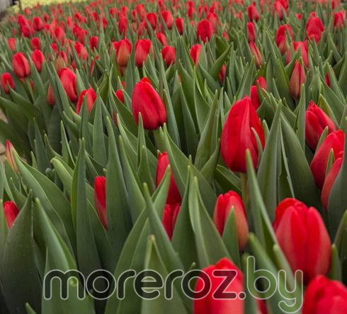 Тюльпан Spot On (Спот он)