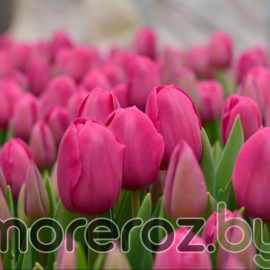 Тюльпан Barcelona