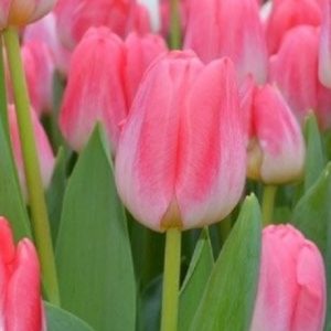 Тюльпан Supermodel