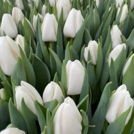 Тюльпан Update