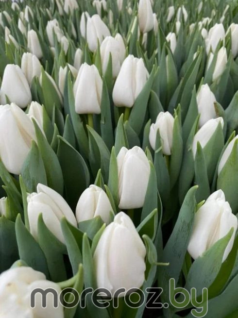 Тюльпан Update