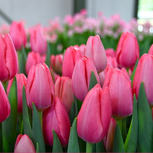 Тюльпан Sissi