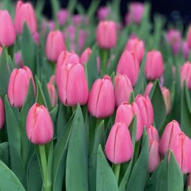 Тюльпан Tresor