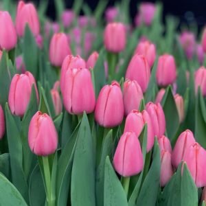 Тюльпан Tresor