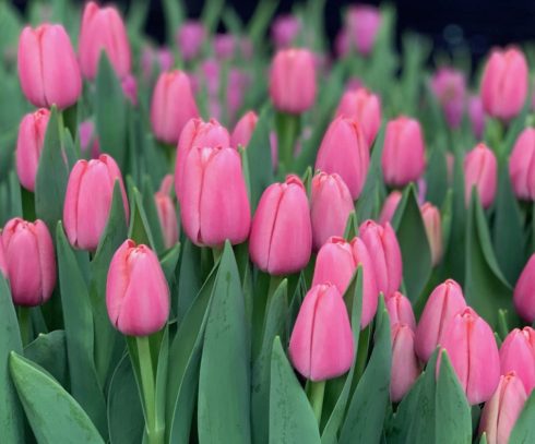 Тюльпан Tresor