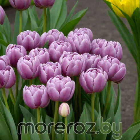 Тюльпан Katinka