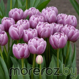 Тюльпан Katinka