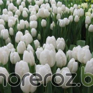Тюльпан Polar Bear