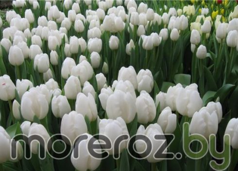 Тюльпан Polar Bear