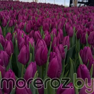 Тюльпан Laptop (Лэптоп)