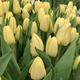 Тюльпан Fun for two