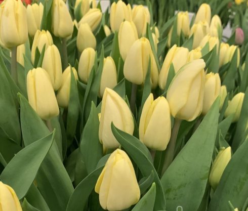 Тюльпан Fun for two