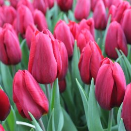 Тюльпан Strong Love