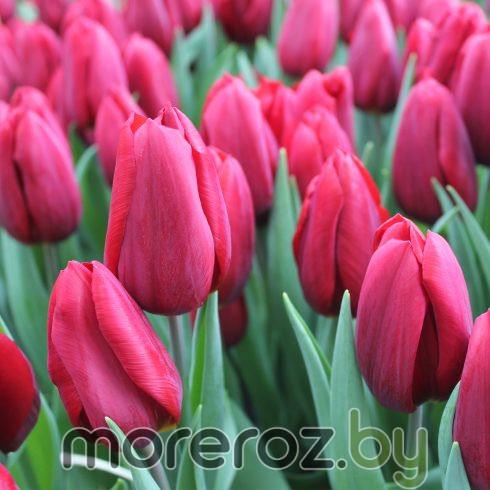 Тюльпан Strong Love