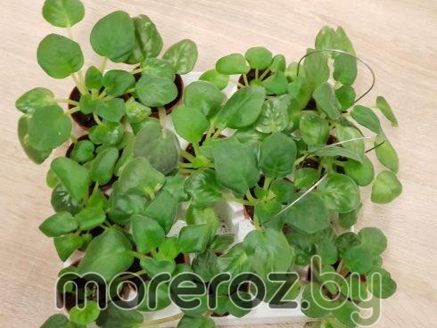 Фиалка мини