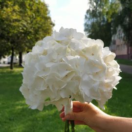Букет невесты из гортензий