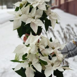 Эуфорбия белая