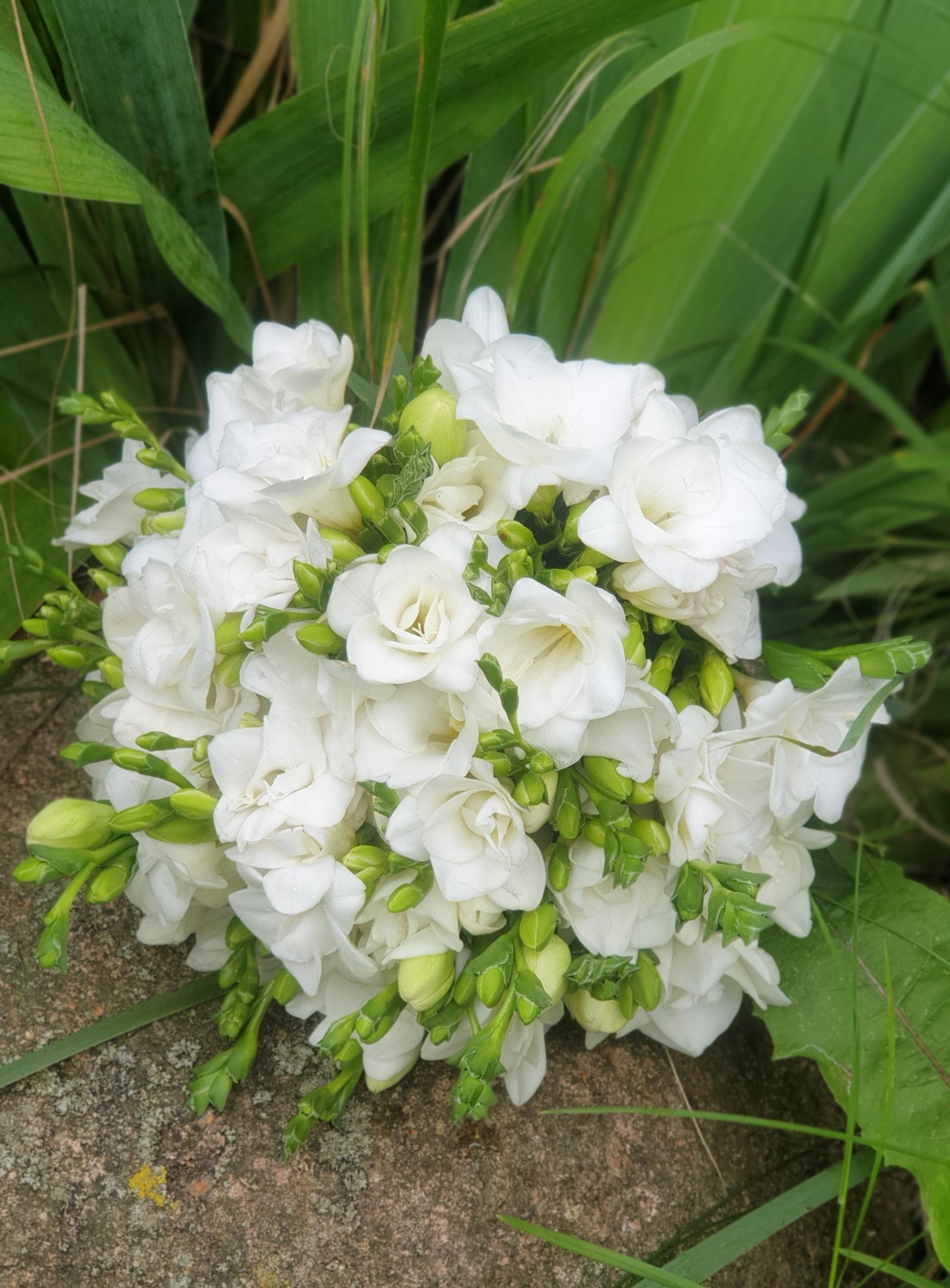 Букет невесты из белых фрезий