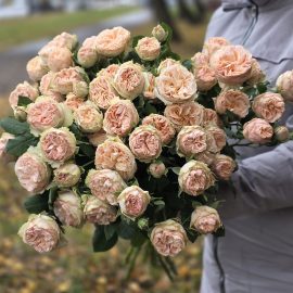 Розы кустовые пионовидные кремовые
