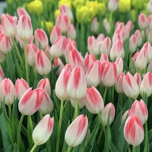 Тюльпан Mickey chic