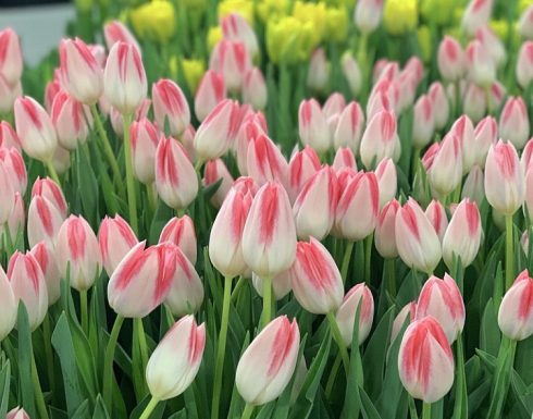 Тюльпан Mickey chic