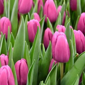 Тюльпан Fortress