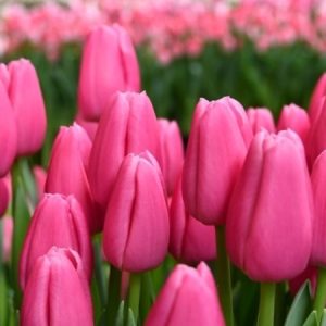 Тюльпан Pink twist