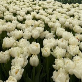 Тюльпан Northcap Норскэп