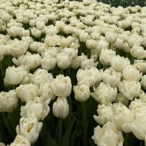 Тюльпан Northcap Норскэп