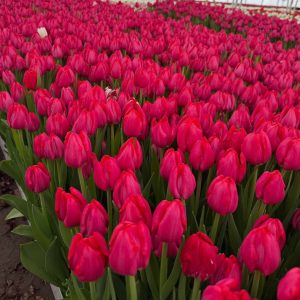 Тюльпан Frontline Фронтлайн