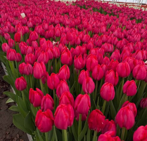 Тюльпан Frontline Фронтлайн