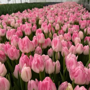 Тюльпан First Class