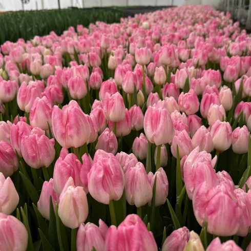 Тюльпан First Class