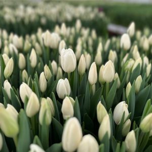 Тюльпан Snowboard