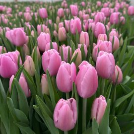 Тюльпан Argos