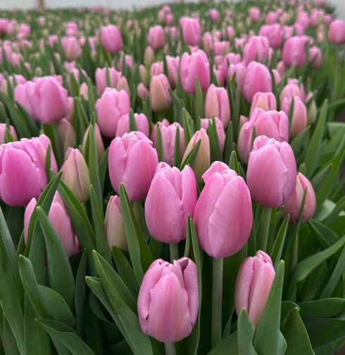 Тюльпан Argos