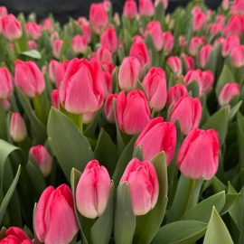 Тюльпан Krissi