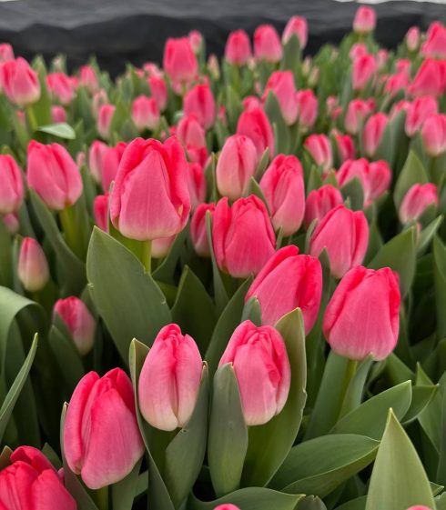 Тюльпан Krissi